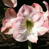 Amaryllis Apple Blossom -Promesse de Fleurs Magasin amaryllis apple blossom 56963 1