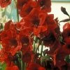 Amaryllis Benfica 1 Amaryllis Benfica -Promesse de Fleurs Magasin amaryllis benfica 56615 1