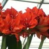Amaryllis Double Celica -Promesse de Fleurs Magasin amaryllis celica 56978 1