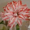 Amaryllis Double Dancing Queen -Promesse de Fleurs Magasin amaryllis double dancing queen 56962 1