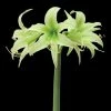 Amaryllis Evergreen 1 Amaryllis Evergreen -Promesse de Fleurs Magasin amaryllis evergreen 56967 1