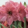 Amaryllis Hercule 2 Amaryllis Hercule -Promesse de Fleurs Magasin amaryllis hercule 56618 1