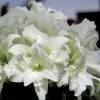Amaryllis Double Ice Queen -Promesse de Fleurs Magasin amaryllis ice king 56647 1