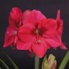 Amaryllis Lagoon -Promesse de Fleurs Magasin amaryllis lagoon 56701 1