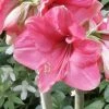 Amaryllis Pink Surprise -Promesse de Fleurs Magasin amaryllis pink sensation 56961 1