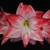 Amaryllis Spotlight* -Promesse de Fleurs Magasin amaryllis spotlight 56702 1