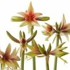 Amaryllis Wild Amazone - Hippeastrum 1 Amaryllis Wild Amazone - Hippeastrum -Promesse de Fleurs Magasin amaryllis wild amazone hippeastrum copyright 15926 1