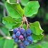Amelanchier Alnifolia Saskatoon Berry -Promesse de Fleurs Magasin amelanchier alnifolia saskatoon berry 85479 1