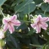 Araujia Sericifera Pink - Plante Cruelle -Promesse de Fleurs Magasin araujia sericofera 681343 4
