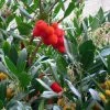 Arbutus Unedo - Arbousier -Promesse de Fleurs Magasin arbutus unedo 781557 5