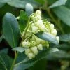 Arbutus Unedo Compacta - Arbousier 2 Arbutus Unedo Compacta - Arbousier -Promesse de Fleurs Magasin arbutus unedo compacta 83240 3
