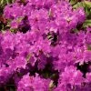 Azalée Du Japon Purple Splendor - Rhododendron Hybride -Promesse de Fleurs Magasin azal e du japon purple splendor 1008481 1 1 1