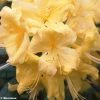 Azalée De Chine Anneke - Rhododendron Hybride -Promesse de Fleurs Magasin azalee anneke 80448 1