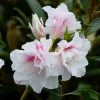 Azalée Du Japon White Prince - Rhododendron Hybride -Promesse de Fleurs Magasin azalee du japon white prince 781704 1 1