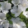 Azalée Du Japon Eucharis - Rhododendron Hybride -Promesse de Fleurs Magasin azalee eucharis 80472 1