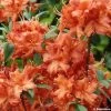 Azalée De Chine Fire Ball - Rhododendron Hybride Orange Vif -Promesse de Fleurs Magasin azalee fireball 781686 1