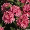 Azalée De Chine Kilian - Rhododendron Hybride -Promesse de Fleurs Magasin azalee kilian 80471 1