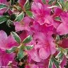 Azalée Du Japon Silver Queen - Rhododendron Hybride -Promesse de Fleurs Magasin azalee silver queen 781703 1