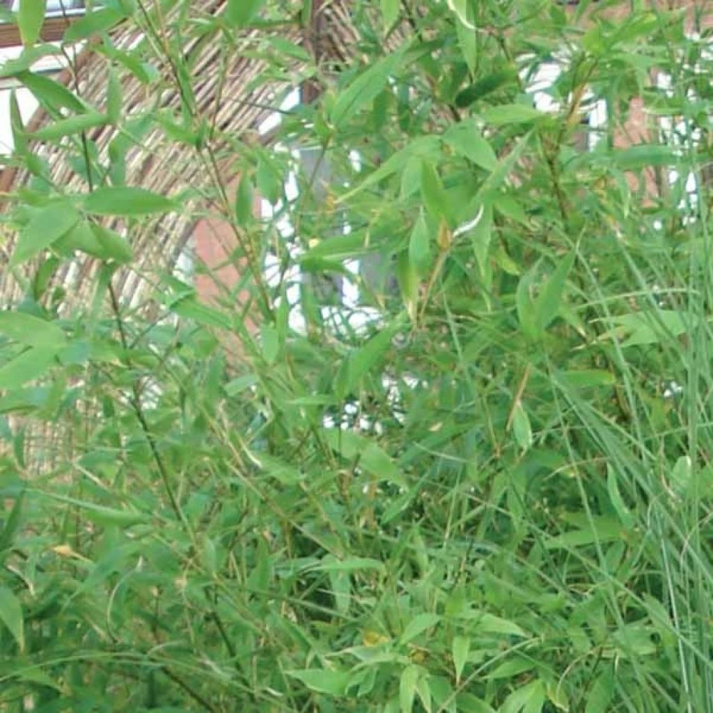 Bambou Non Traçant - Fargesia Murielae Jumbo 3 Bambou Non Traçant - Fargesia Murielae Jumbo