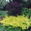 Berberis Thunbergii Golden Carpet - Epine-vinette -Promesse de Fleurs Magasin berberis thunbergii golden carpet 83960 2