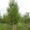 Bouleau Noir - Betula Nigra Heritage -Promesse de Fleurs Magasin betula nigra heritage 83011 1