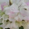 Bougainvillier Spectabilis Blanc-rose -Promesse de Fleurs Magasin bougainvillee spectabilis blanc rose 87005 3