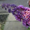 Buddleia Flower Power (Bicolor) - Arbre Aux Papillons -Promesse de Fleurs Magasin buddleia flower power bicolor 781565 3