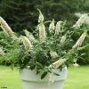 Buddleia White Chip - Arbre Aux Papillons Nain 1 Buddleia White Chip - Arbre Aux Papillons Nain -Promesse de Fleurs Magasin buddleia ice chip 80061 1