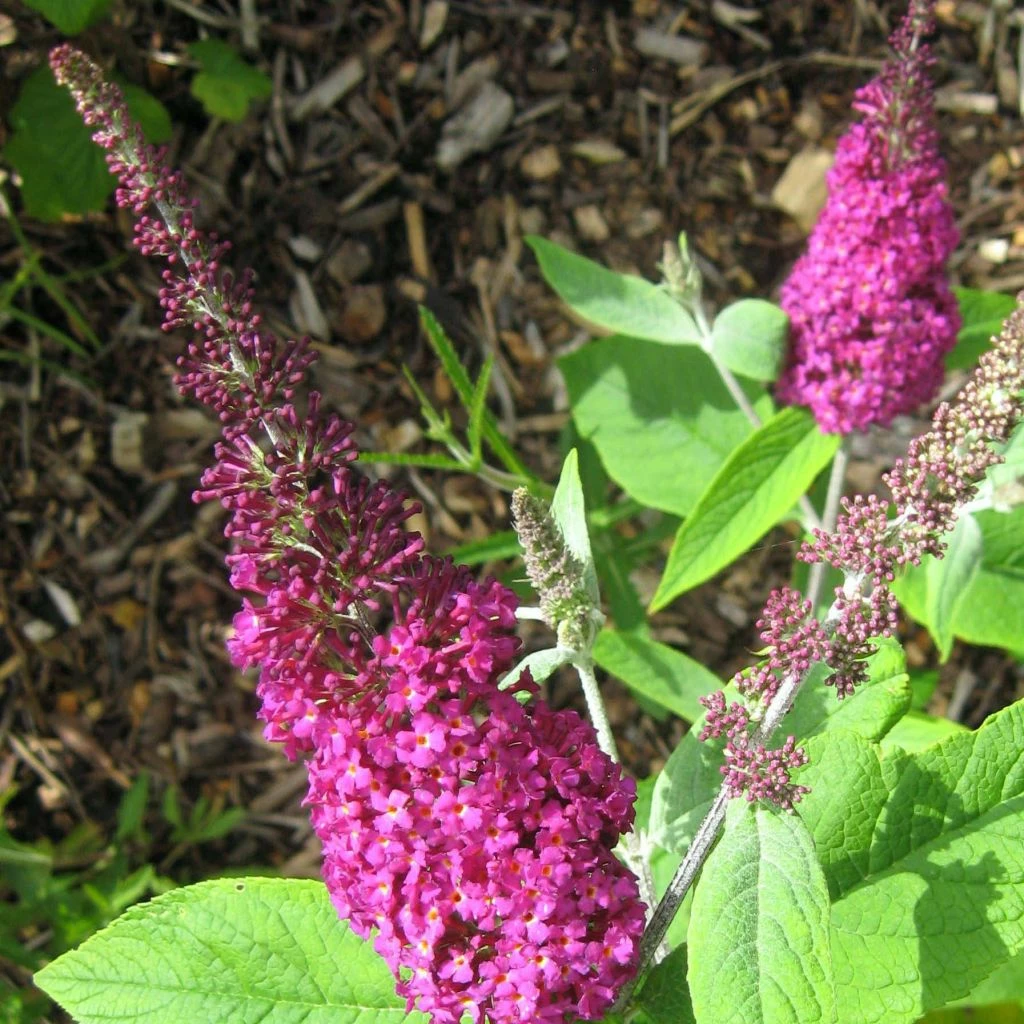 Buddleia Miss Ruby - Buddleia Nain 3 Buddleia Miss Ruby - Buddleia Nain
