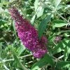 Buddleia Davidii Summer Beauty -Promesse de Fleurs Magasin buddleia summer beauty 7827 1