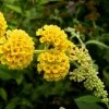 Buddleia Weyeriana Sungold - Arbre Aux Papillons -Promesse de Fleurs Magasin buddleia wayeriana sungold 9603 1 1