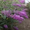 Buddleja Davidii Argus Velvet -Promesse de Fleurs Magasin buddleja davidii argus velvet 86142 3