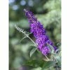 Buddleja Psychedelic Sky - Arbre Aux Papillons -Promesse de Fleurs Magasin buddleja psychedelic sky 100418 1