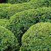 Buis Boule - Buxus Sempervirens -Promesse de Fleurs Magasin buis double buxus sempervirens 7524 2