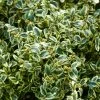 Buis Commun Panaché - Buxus Sempervirens Elegans -Promesse de Fleurs Magasin buxus sempervirens elegans 83975 2