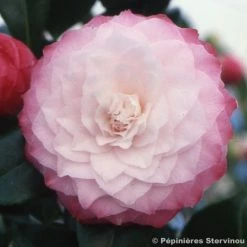 Camélia Classique - Camellia Nuccio S Pearl