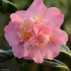 Camélia Paddy's Perfumed - Camellia Japonica 2 Camélia Paddy's Perfumed - Camellia Japonica -Promesse de Fleurs Magasin camelia paddy s perfumed 83533 1