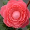 Camélia Valtevareda - Camellia Japonica 2 Camélia Valtevareda - Camellia Japonica -Promesse de Fleurs Magasin camelia valtevareda 85524 1