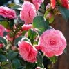 Camélia Mrs. Tingley - Camellia Japonica -Promesse de Fleurs Magasin camellia japonica mrs tingley 87692 1