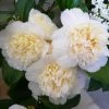 Camélia Classique - Camellia Jurys Yellow -Promesse de Fleurs Magasin camellia jurys yellow 79882 1