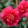 Camelia D'automne - Camellia X Hiemalis Bonanza -Promesse de Fleurs Magasin camellia x hiemalis bonanza 81383 2