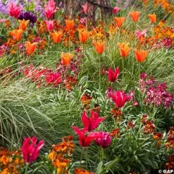 Harmonie Carnaval De Rio