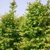 Carpinus Betulus Stegemanns Primus - Charme Commun -Promesse de Fleurs Magasin carpinus betulus stegemanns primus 100428 1