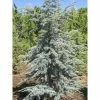 Cèdre Bleu De L'Atlas - Cedrus Libani Atlantica Horstmanns Silberspitz -Promesse de Fleurs Magasin cedrus libani atlantica horstmanns silberspitz 100432 1