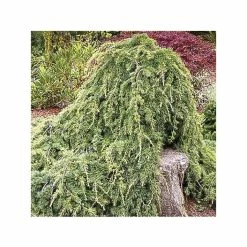 Cèdre De L'Atlas - Cedrus Libani Atlantica Sargentii