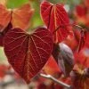 Gainier Du Canada - Cercis Canadensis Red Force -Promesse de Fleurs Magasin cercis canadensis red force copyright 1004381 1 1