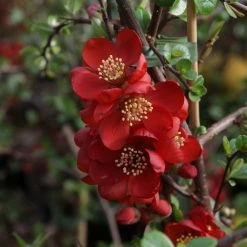 Cognassier Du Japon - Chaenomeles X Superba Elly Mossel