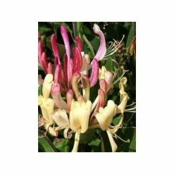 Chèvrefeuille Des Bois Caprilia Ever