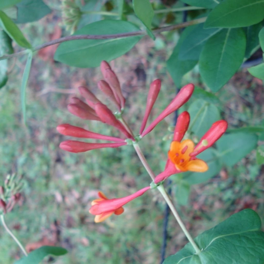 Chèvrefeuille Grimpant Dropmore Scarlet - Lonicera (x) Brownii 3 Chèvrefeuille Grimpant Dropmore Scarlet - Lonicera (x) Brownii