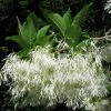 Chionanthus Virginicus - Arbre De Neige 1 Chionanthus Virginicus - Arbre De Neige -Promesse de Fleurs Magasin chionanthus virginicus 79782 2